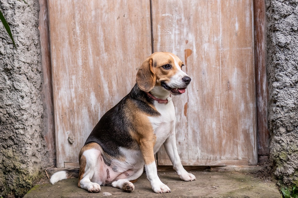 Tricolour beagle sitting by a rustic door