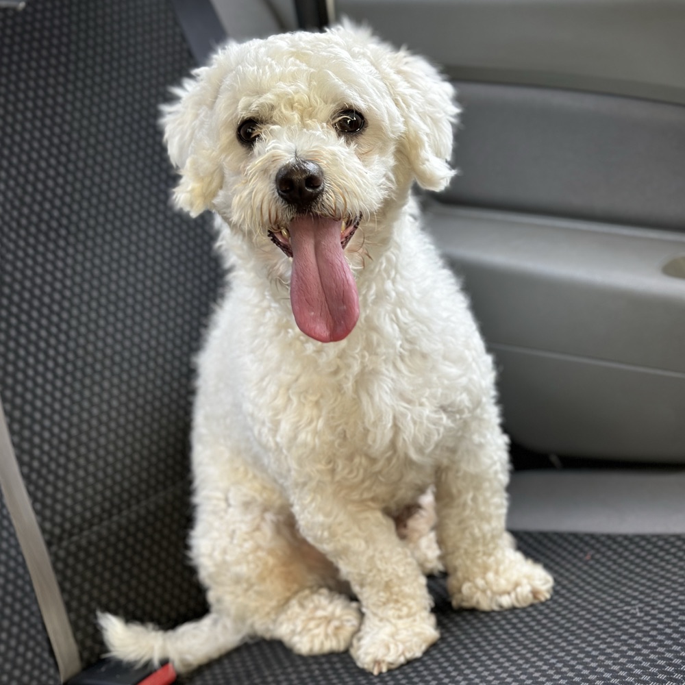 White curly Bichon Frise with tongue out