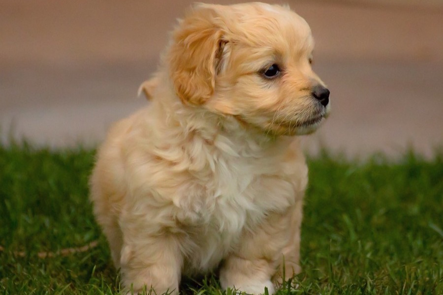 Apricot cockapoo puppy sitting on grass