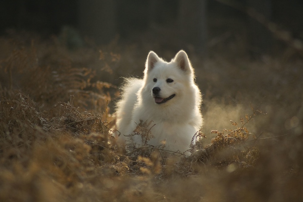 White fluffy Samoyed in golden light