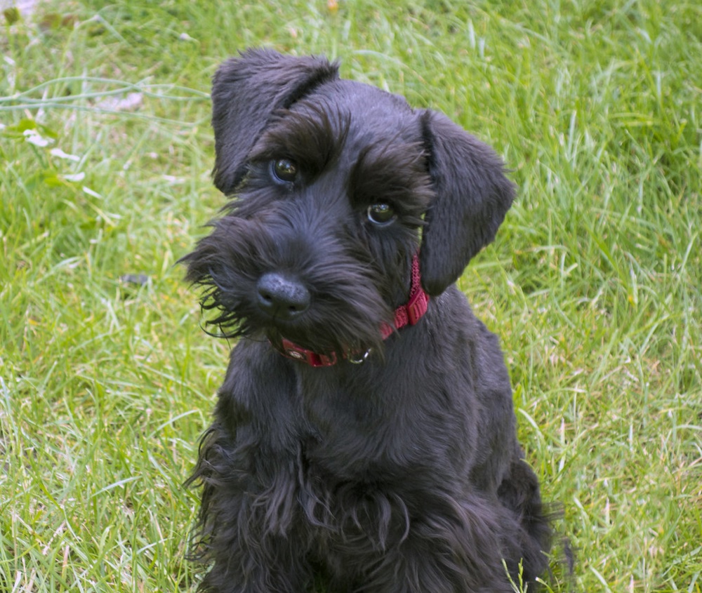 Black miniature schnauzer with a tidy beard