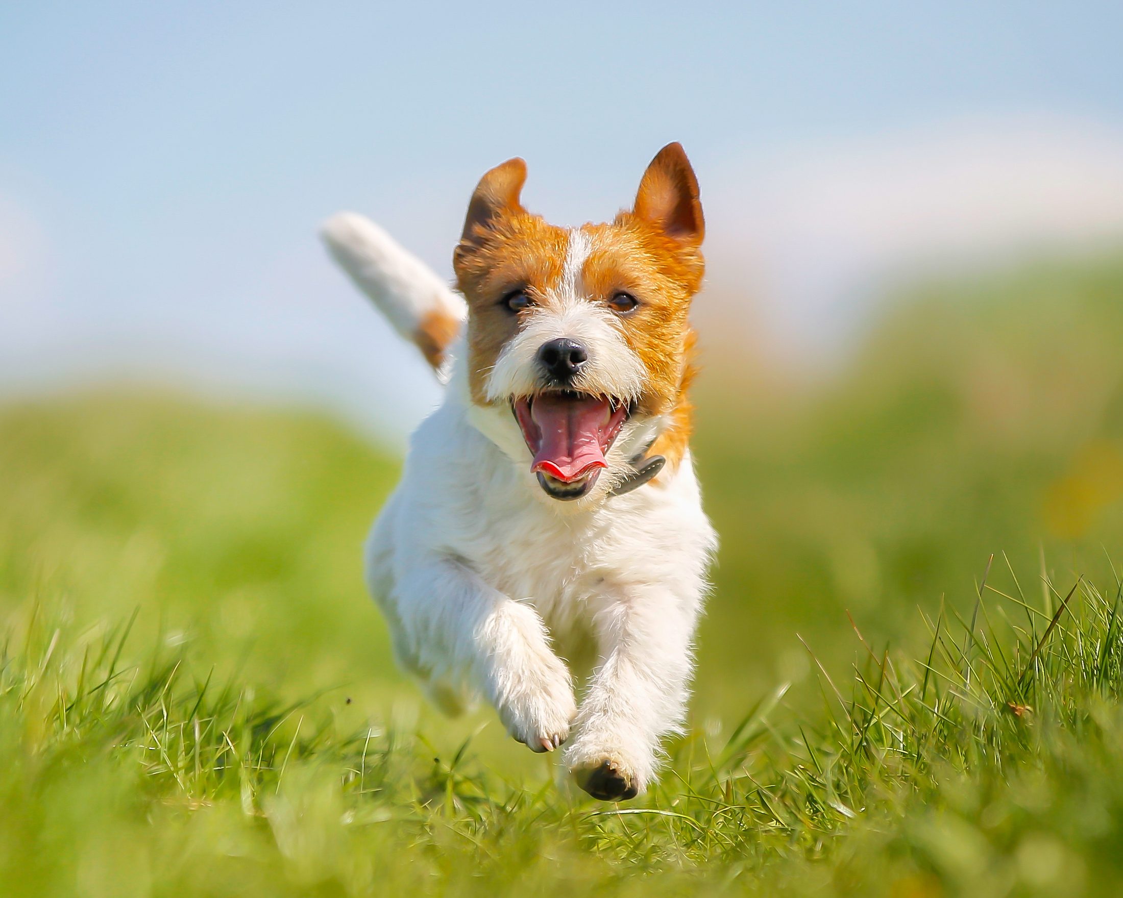 A happy Jack Russell terrier mid-run through the grass, tongue out
