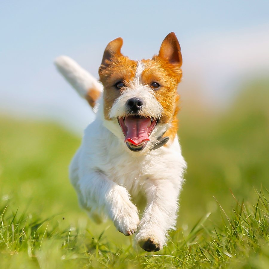 Close-up of a happy Jack Russell terrier