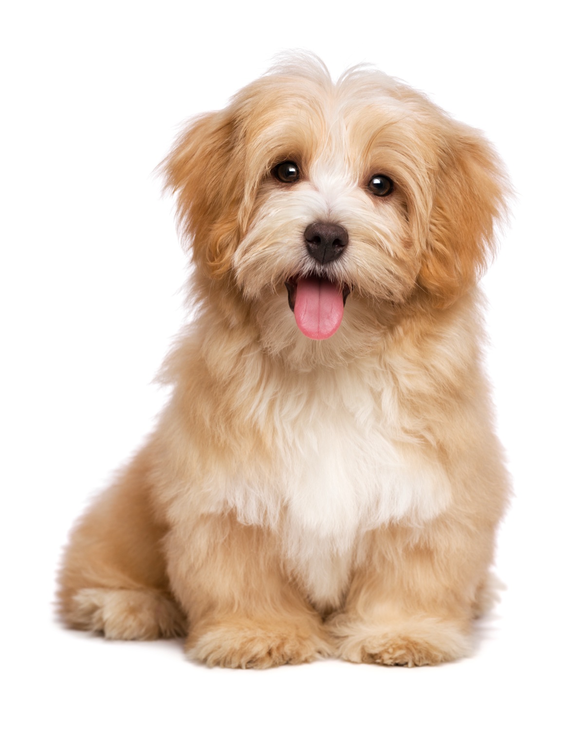 Fluffy apricot Havanese puppy with tongue out after a groom